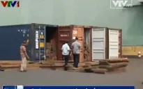 Khởi tố doanh nghiệp xuất khẩu gỗ lậu tại Bình Phước