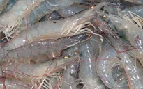 Cà Mau khuyến cáo nông dân thận trọng khi nuôi tôm thẻ chân trắng