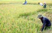 Miền Bắc được mùa vụ Đông Xuân