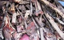 Tịch thu hàng chục tấn gỗ trắc vận chuyển trái phép