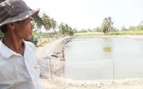 Sóc Trăng ngưng cung cấp điện nuôi tôm do quá tải