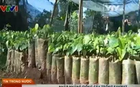 Nhập nhằng giống cây trồng Eakmat