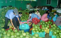 Thiếu liên kết trong tiêu thụ trái cây ĐBSCL