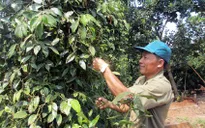 Giá hạt tiêu tăng vọt, người dân phấn khởi