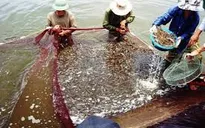 Cấm nuôi tôm chân trắng trong vùng nước ngọt