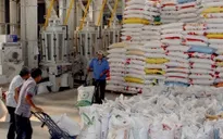 Kim ngạch xuất khẩu gạo vùng ĐBSCL đạt gần 1 tỷ USD