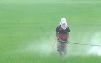 ĐBSCL: Hàng chục nghìn ha lúa Hè Thu chết do dịch hại tấn công