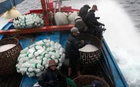 Phú Yên: Gần 53 tỷ đồng cho ngư dân khai thác hải sản xa bờ