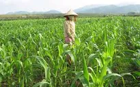 ĐBSCL: Chuyển đổi nhiều diện tích đất lúa sang trồng màu