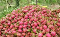 ĐBSCL: Nhiều mặt hàng trái cây giảm giá mạnh