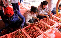 Vải thiều xuất khẩu qua cửa khẩu Lào Cai thuận lợi