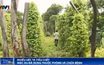Lạ lùng hàng loạt vườn tiêu bị chết dù đã được trị bệnh
