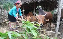 Hàng triệu hộ thoát nghèo nhờ chính sách tín dụng đặc thù