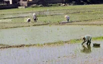 Kiên Giang: Sản xuất lúa vụ 3 lợi bất cập hại