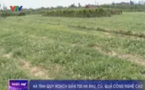 Hà Tĩnh quy hoạch gần 700 ha rau, củ, quả công nghệ cao