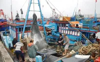 Quảng Bình: Hỗ trợ ngư dân khai thác vùng biển xa
