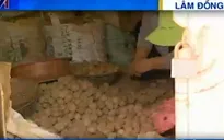 Bùng phát tình trạng khoai tây Trung Quốc đội lốt khoai tây Đà Lạt