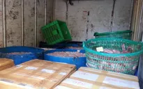 Hà Nội phát hiện, bắt giữ hơn 500kg nội tạng thối