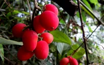 Ăn nhầm quả dại, 3 trẻ tử vong