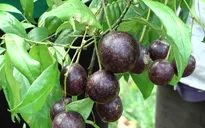 3 trẻ nhỏ ở Cao Bằng tử vong do ngộ độc cây hồng trâu