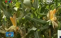 Cần câu trả lời dứt khoát cho cây trồng biến đổi gen