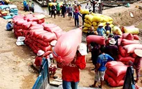 "Không nên lo lắng về tồn kho lúa gạo"