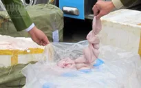 Hà Nội: Bắt hơn 4 tấn gà, nầm lợn lậu