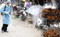 Dịch tai xanh, cúm gia cầm tái xuất
