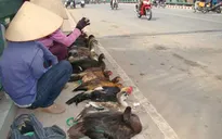 Mua dự phòng 40 triệu liều vaccine cúm gia cầm