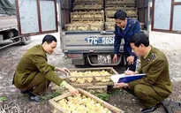 Tràn lan giống gia cầm từ Trung Quốc