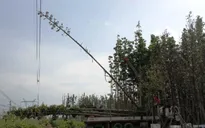 Vụ mất điện thế kỷ: Do cần cẩu trồng cây