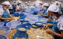 Cảnh giác chiêu lừa khi mua điều nguyên liệu