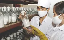 Việt Nam - Hà Lan hợp tác phát triển kinh tế