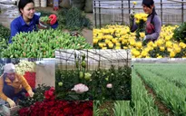 5 loài hoa Đà Lạt được cấp chứng nhận độc quyền