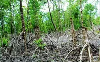 Bắt tạm giam Trưởng trạm kiểm lâm VQG Mũi Cà Mau