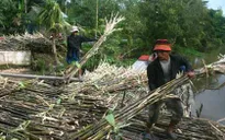 Mía đường Việt Nam: Những yếu kém hệ thống