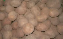Bức xúc khoai tây Trung Quốc “đội lốt” Đà Lạt