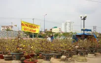 Sôi động thị trường mai Tết miền Trung