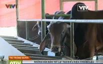 "Bò lậu" - Điểm nóng vùng biên