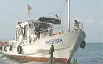 Bình Thuận: “Nóng” nạn đánh bắt tôm hùm nhỏ
