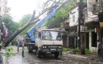 Hà Nội: Mưa giông làm cây cổ thụ bật gốc, đổ thẳng nhà dân