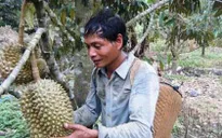 Sầu riêng Khánh Sơn trước nguy cơ “biến mất”