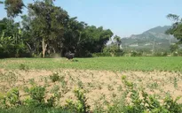 Quảng Nam: Bò tót húc chết 1 người, 4 người bị thương