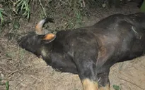 Bàn giao bò tót chết cho Bảo tàng Thiên nhiên Việt Nam