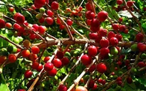 Đưa giá trị cà phê Việt ra thế giới
