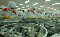 Xuất khẩu tôm sang Nhật: Việt Nam dẫn đầu