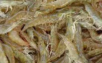 Đưa tạp chất vào tôm nguyên liệu có thể bị tội hình sự