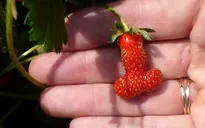 Phát hiện quả dâu trông giống... "của quý"