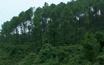 Phóng sự: Nhức nhối nạn lừa đảo, thu gom sổ đỏ đất rừng