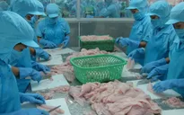 Mỹ ra phán quyết bất lợi cho cá tra Việt Nam